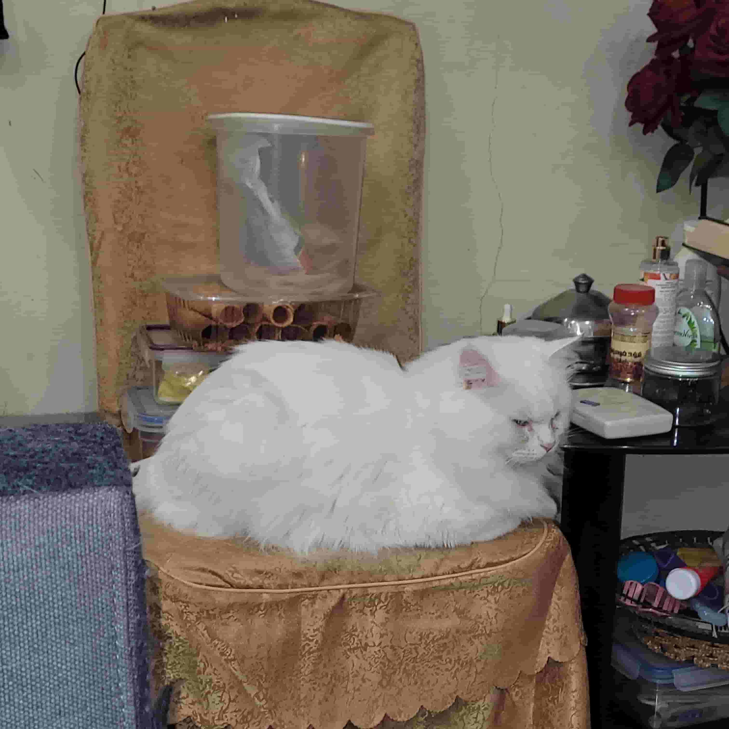 White male cat for adoption