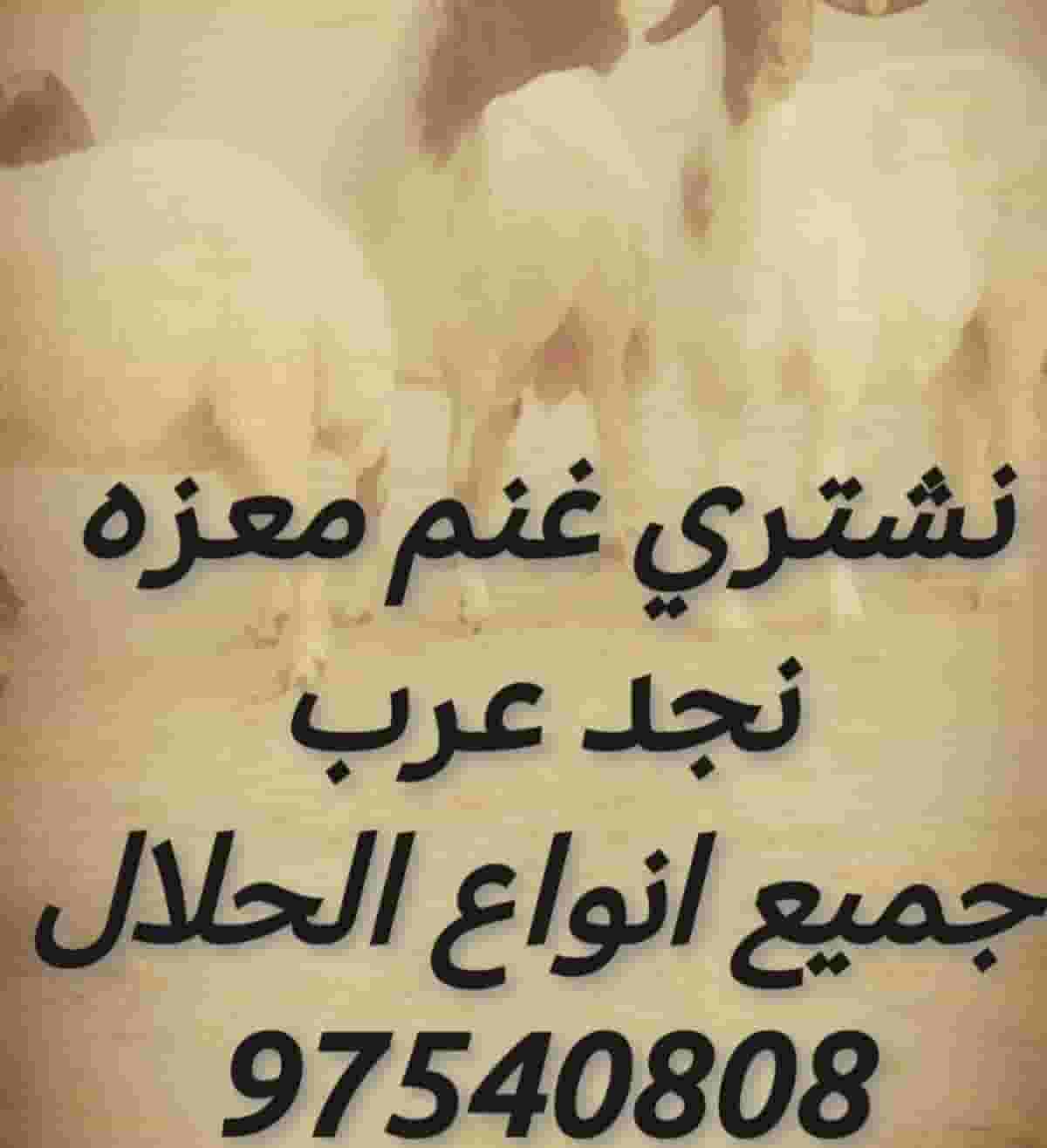 نشتري جميع انواع المواشي
