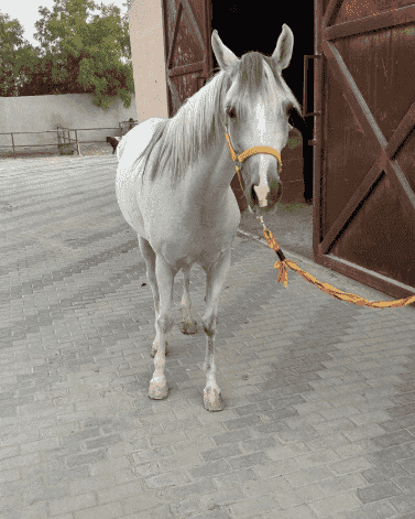 للبيع فرس بولش