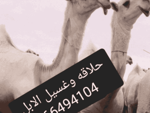 حلاقة وغسيل الابل
