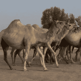 مجموعتين من الابل
