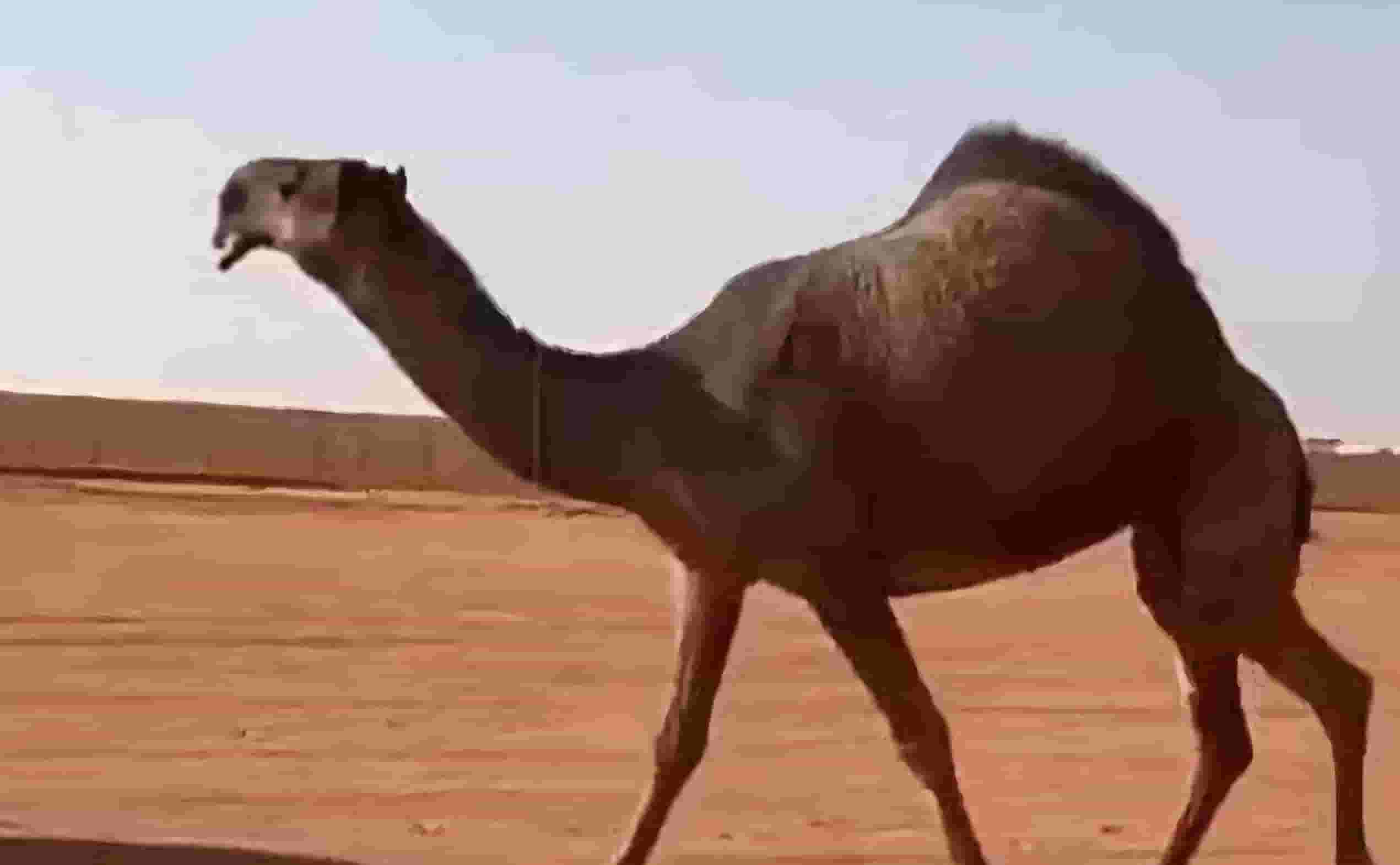 حلاقة وغسيل ابل كل مناطق الكويت 