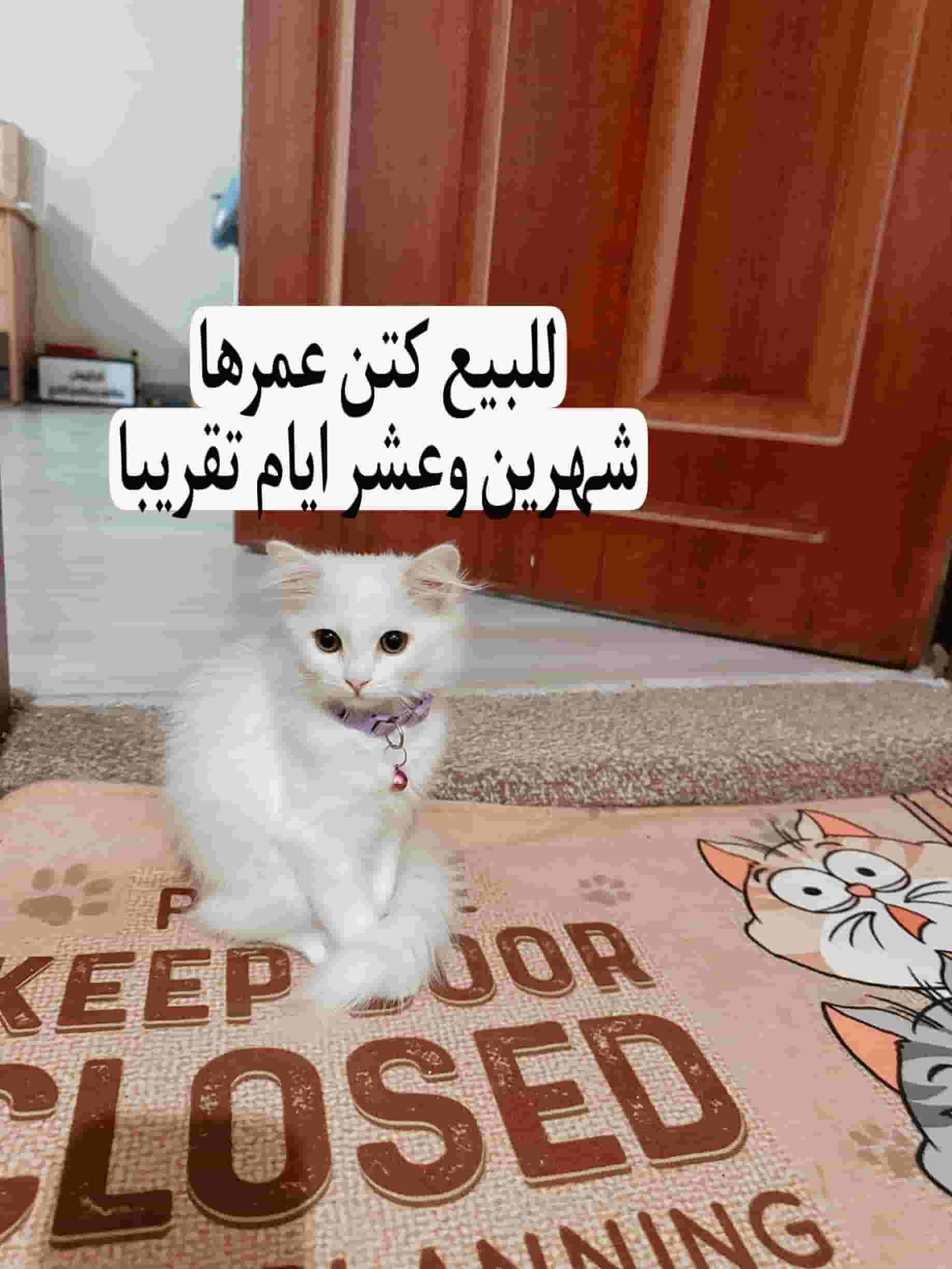 For sale a white Shirazi cat