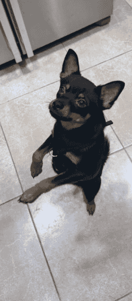 dog for sale 