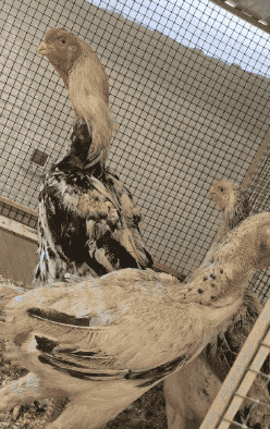 Two sets of Indian chicken for sale