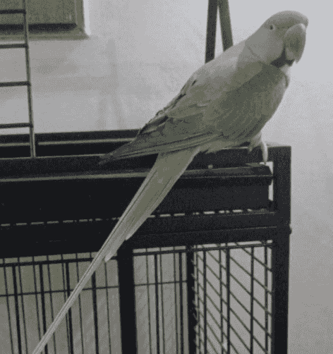 Baby Matwa Nepali