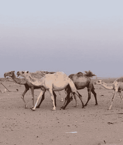 A camel for sale 