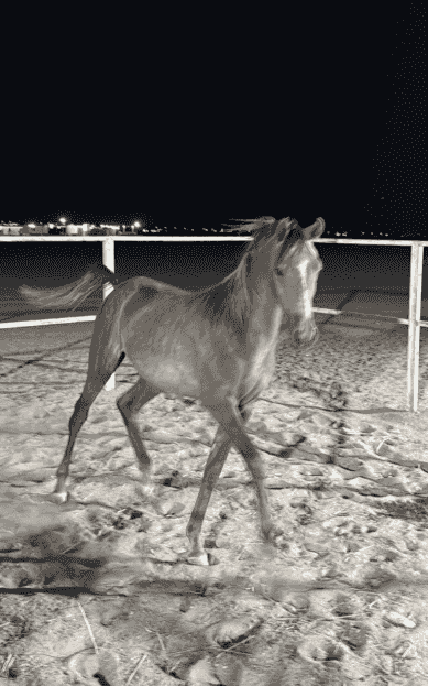Mahra for sale