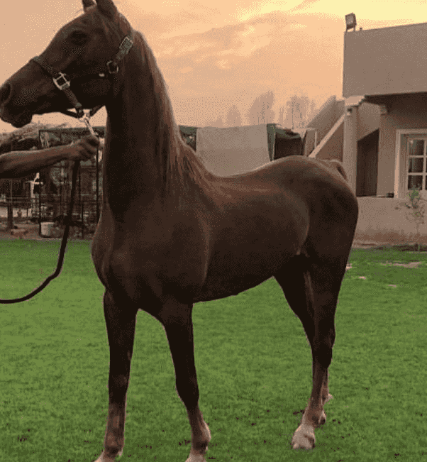 For sale a horse 