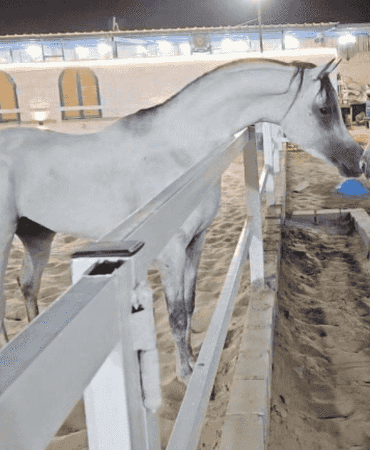 Egyptian horse 