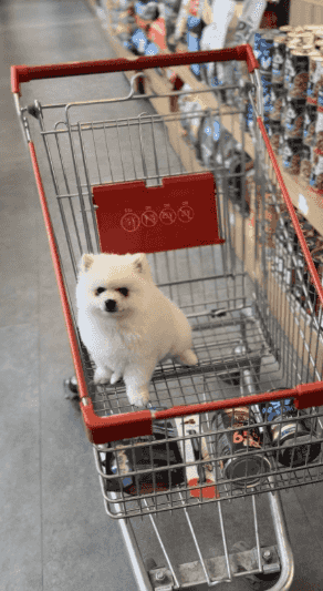 Pomeranian for sale 