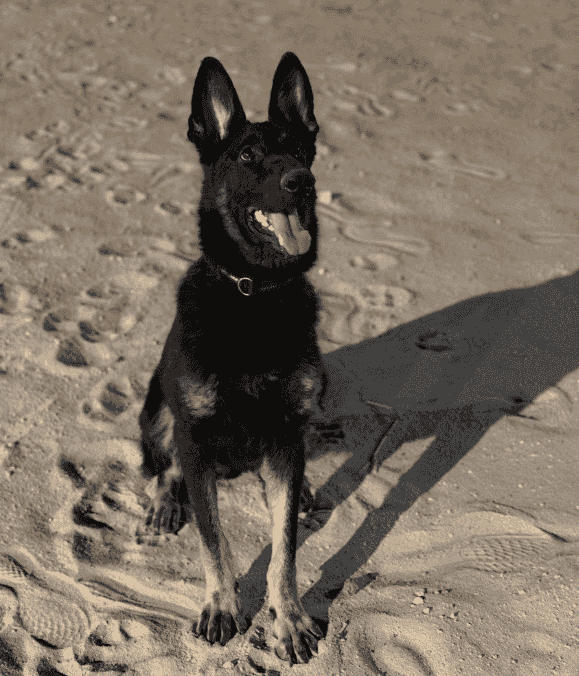 German Shepherd for sale 