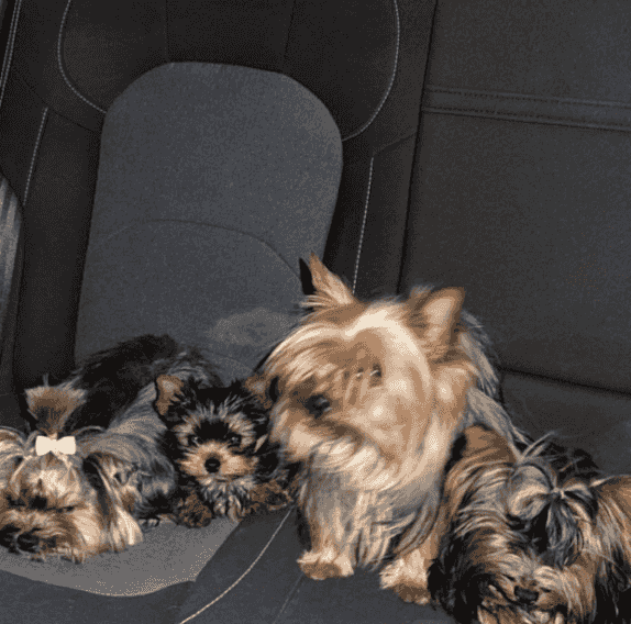  Yorkshire Terrier puppy