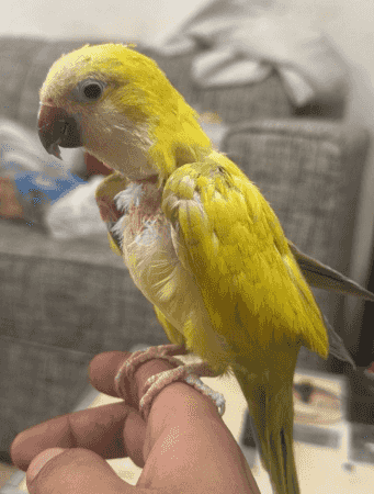 Quaker is a yellow color that speaks