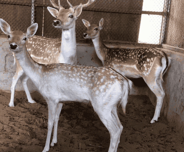 For sale male with 2 female fluder
