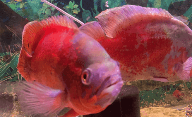 Oscar fish for sale
