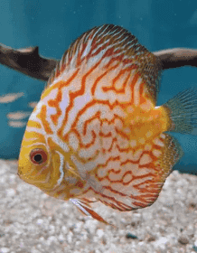 Discus fish for sale