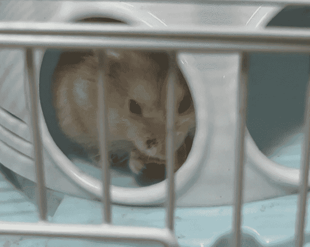 Russian hamster for sale