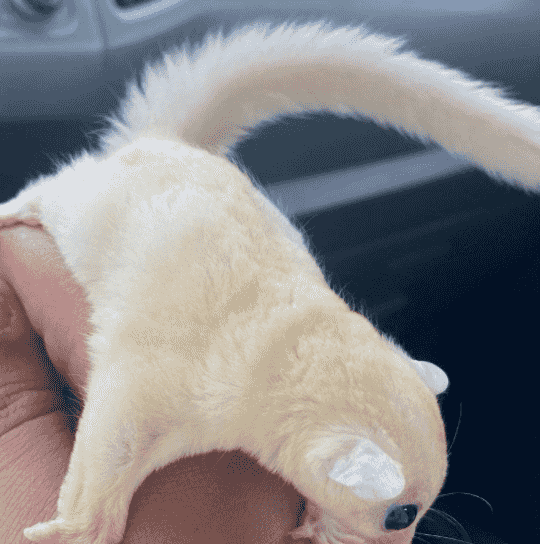 For sale white Sugar Glider