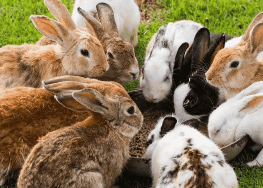 Rabbits for sale