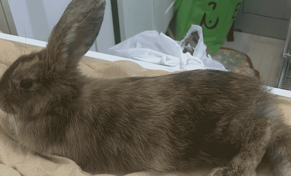 Rabbit for sale with cage