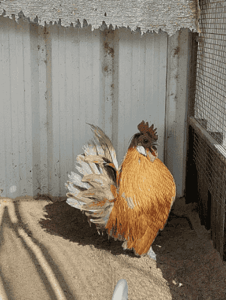 Old Arabian chicken