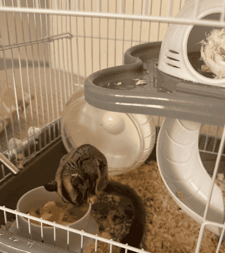 For sale a flying squirrel