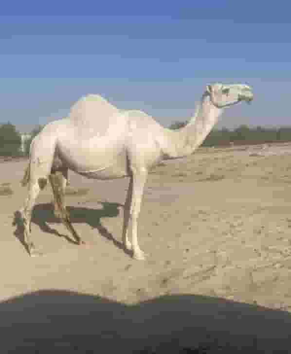 A camel for sale 