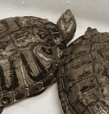 For sale a pair of water turtles