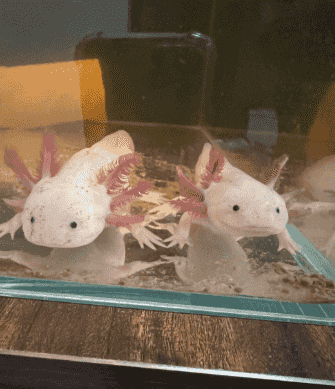 Axolotl fish for sale