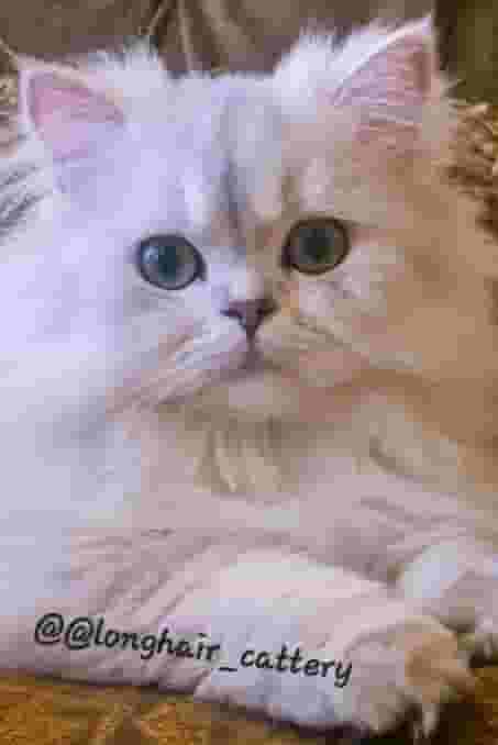 British Kittens for sale 