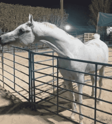 Egyptian stallion