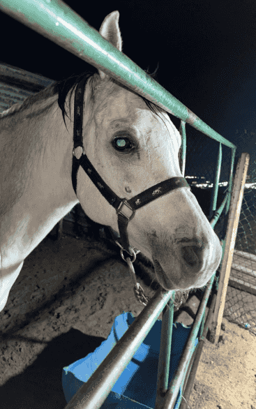 My horse is a condition of peace