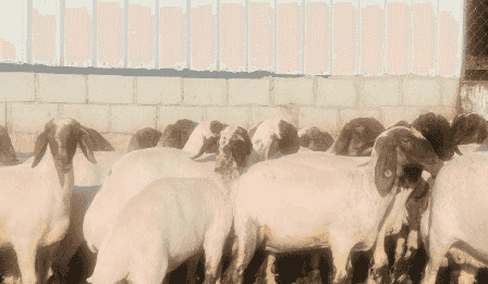 Sheep barber and nail clipper