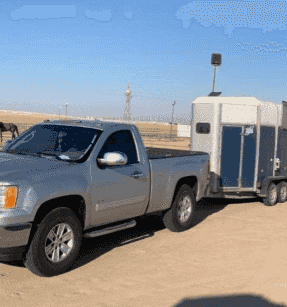Horse transportation in all areas of Kuwait