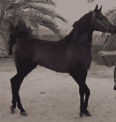 A horse that is 3 and a half years old