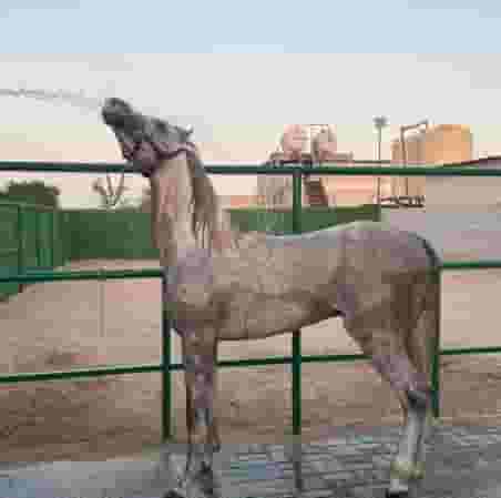 For sale an Arabian horse with official papers