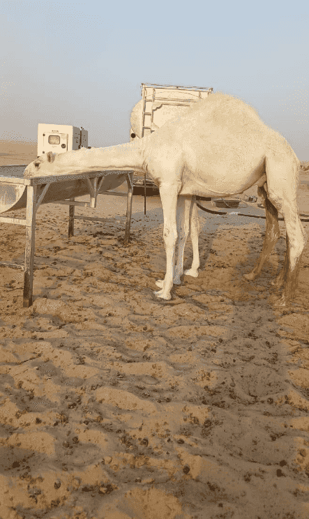 A camel for sale 