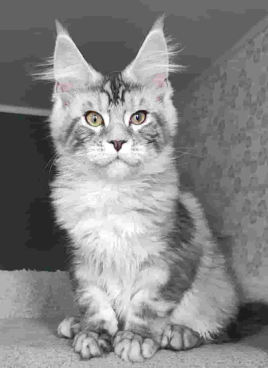 Mainecoon free for adoption