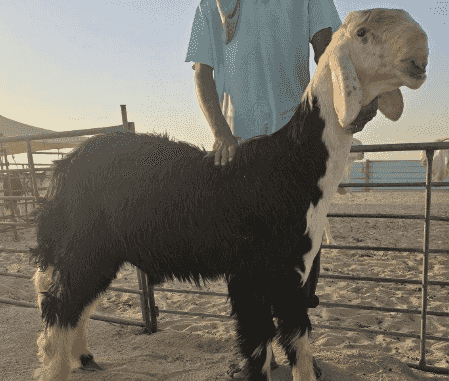 Najdi goat for sale 