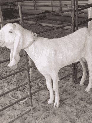 goat Shakr