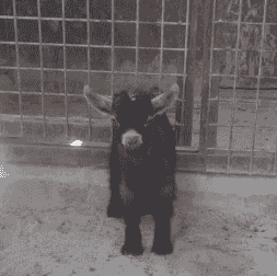 For sale, goat Jicky is playful