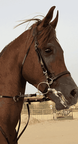 Polish horse for sale