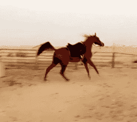 For sale a horse