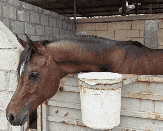 Polish horse born in 2018
