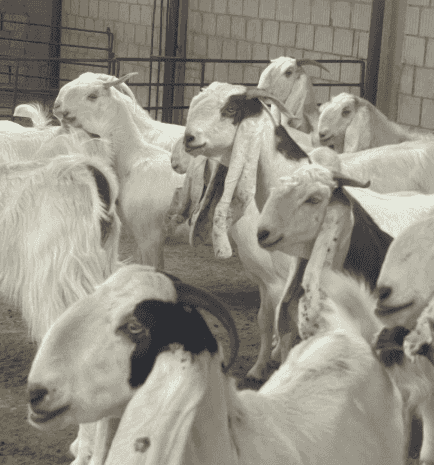 Darayeb goat for sale