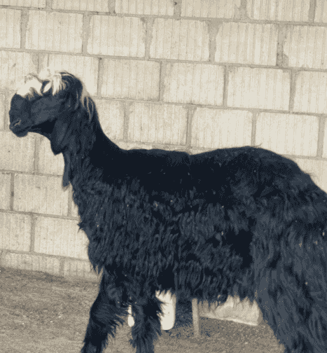 For sale Talyan