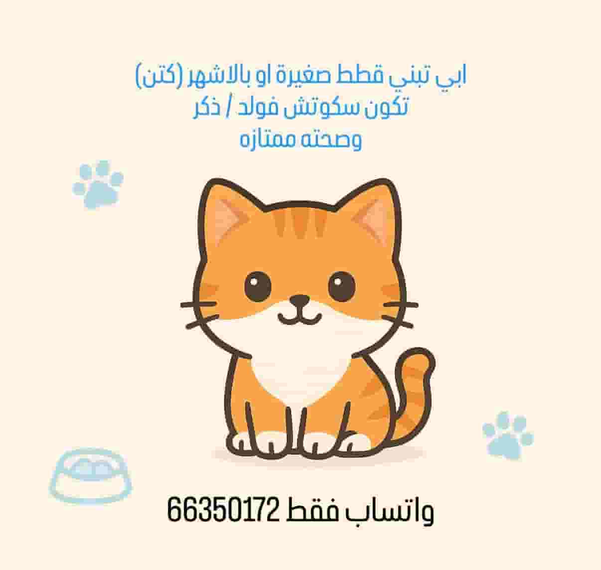 مطلوب قطط تبني سكوتش فولد ذكر