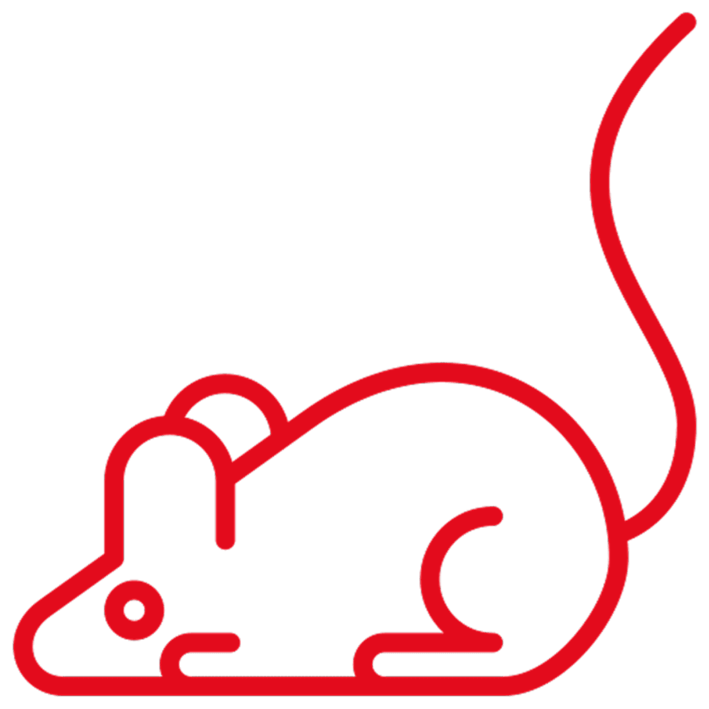 Mice & Rats