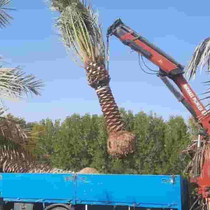 ابو حسن للنخيل بالكويت ابو حسن للنخيل بالكويت